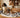 Pet Hair on Hardwood? Expert Guide to Choosing the Perfect Vacuum